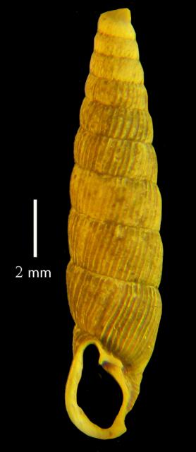 Balea biplicata (Montagu, 1803) [Clausiliidae]